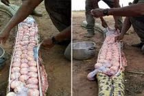 Ổ trứng lúc nhúc bung ra ghê rợn khi mổ bụng trăn khổng lồ