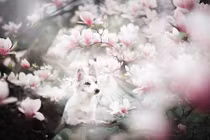 "Mê mẩn" ảnh đẹp tuyệt mỹ của chó trong vườn hoa