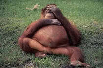 Khuôn mặt “muôn hình vạn trạng” của các bà mẹ động vật