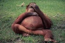 Khuôn mặt “muôn hình vạn trạng” của các bà mẹ động vật