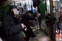 Rùng mình chó Ngao Tây Tạng đột nhiên quay lại cắn chủ