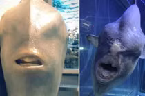 Gương mặt dị của "thủy quái" hiền lành dưới góc nhìn "độc"