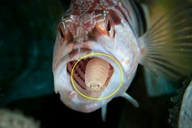 Kinh dị cách "khai tử" của ký sinh trùng siêu ác độc