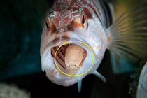 Kinh dị cách "khai tử" của ký sinh trùng siêu ác độc