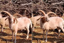 Phát hiện cừu 4 sừng cực hiếm ở Trung Quốc