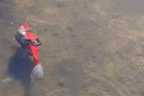 Kỳ thú loài cá mở “dịch vụ grab” như loài người 