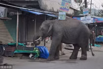 Xuất hiện bất ngờ, voi khổng lồ náo loạn đường phố 