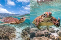 Rùa biển cực ngầu, giơ ngón tay thối về nhiếp ảnh gia chỉ vì...