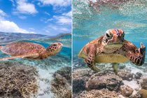 Rùa biển cực ngầu, giơ ngón tay thối về nhiếp ảnh gia chỉ vì...