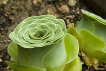 Kỳ lạ loài sen đá hình hoa hồng đẹp và kỳ ảo