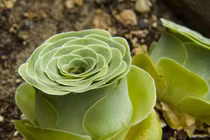 Kỳ lạ loài sen đá hình hoa hồng đẹp và kỳ ảo