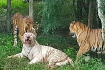 Hổ trắng cực hiếm bị hổ vằn Bengal "đánh hội đồng" đến chết 