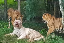 Hổ trắng cực hiếm bị hổ vằn Bengal "đánh hội đồng" đến chết 