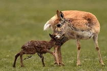 Cận cảnh linh dương ra đời trên thảo nguyên đầy gió 