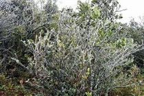 Cảnh báo khả năng xảy ra băng giá tại các tỉnh Sơn La, Yên Bái