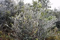 Cảnh báo khả năng xảy ra băng giá tại các tỉnh Sơn La, Yên Bái