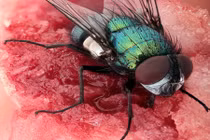 Loài ruồi đáng ghét và nguy hiểm hơn bạn tưởng rất nhiều
