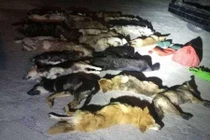 Xác chó chất chồng trên ô tô và sự thật tàn nhẫn gây phẫn nộ