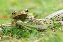 Cảnh khó tin: Ếch dúi đầu cá sấu vì tội dám bắt nạt 