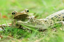 Cảnh khó tin: Ếch dúi đầu cá sấu vì tội dám bắt nạt 