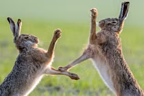 Đẹp mỹ mãn ảnh động vật hoang dã kịch chiến đồng loại