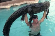 Thấy cá sấu trong bể bơi, người đàn ông làm chuyện ai cũng "khiếp"...