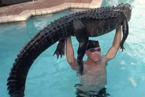 Thấy cá sấu trong bể bơi, người đàn ông làm chuyện ai cũng "khiếp"...