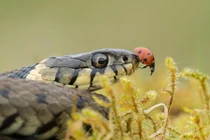 Bọ rùa "giễu cợt" tử thần khi "an tọa" trên miệng rắn 