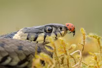 Bọ rùa "giễu cợt" tử thần khi "an tọa" trên miệng rắn 