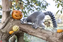 Vượn cáo hào hứng "vờn" bí ngô, đón Halloween 