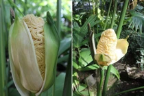 Chân tướng loài cây "dị" hoa nhìn như mỳ tôm vừa bóc