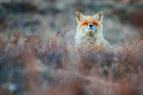 Chết mê dáng vẻ cực yêu của loài cáo hoang dã 