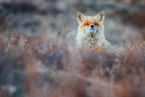 Chết mê dáng vẻ cực yêu của loài cáo hoang dã 