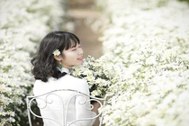 3 điểm ngắm, chụp ảnh cúc họa mi đẹp nhất tại Hà Nội