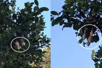 Thấy bọc màu da kỳ lạ này trên cây, cẩn thận thứ kinh dị...