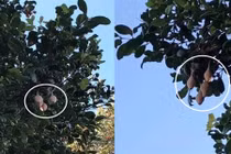 Thấy bọc màu da kỳ lạ này trên cây, cẩn thận thứ kinh dị...