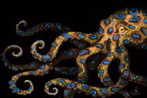 Hãi hùng bạch tuộc đốm xanh độc hơn cả rắn hổ mang