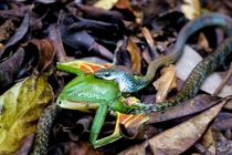 Kinh hãi cảnh rắn phanh mồm vật vã nuốt ếch khủng 