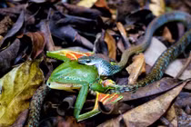 Kinh hãi cảnh rắn phanh mồm vật vã nuốt ếch khủng 