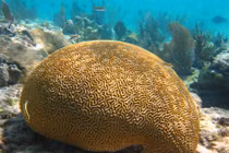 Đi dạo đá phải “não người”, "chết ngất" phát hiện sinh vật siêu dị