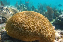 Đi dạo đá phải “não người”, "chết ngất" phát hiện sinh vật siêu dị