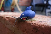 Ốc sên khoe dáng ấn tượng với “quần áo” cực độc