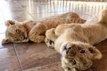 Xem sư tử con sinh ra từ thụ tinh nhân tạo đầu tiên