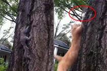 Sóc xám đen đủi, vừa được cứu mạng lại gặp họa sát thân 