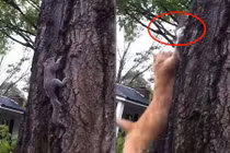 Sóc xám đen đủi, vừa được cứu mạng lại gặp họa sát thân 