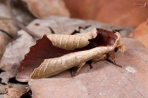 Sau hình ảnh khó tin này, là loài động vật không thể ngờ