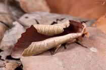 Sau hình ảnh khó tin này, là loài động vật không thể ngờ