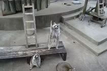 Gấu mèo giơ tay xung phong cực yêu gây náo loạn 