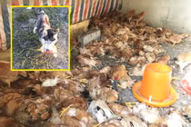 Chó Husky sát thủ, tàn sát hơn 600 con gà trong đêm