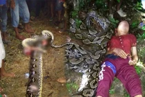 Rợn người trăn khổng lồ tấn công dữ, nuốt sống người phụ nữ